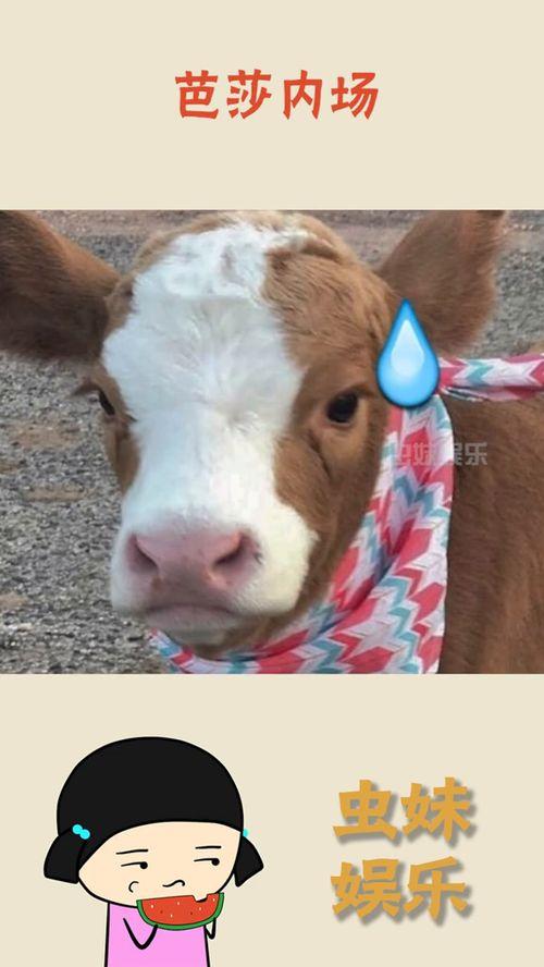 天津吃瓜群众抖音,揭秘津城生活趣味瞬间