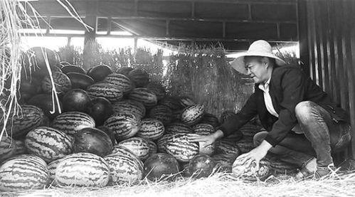日喀则吃瓜群众事件视频,一场网络舆论的风暴与反思