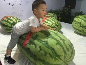 内丘吃瓜群众事件,一场网络舆论的风暴与反思