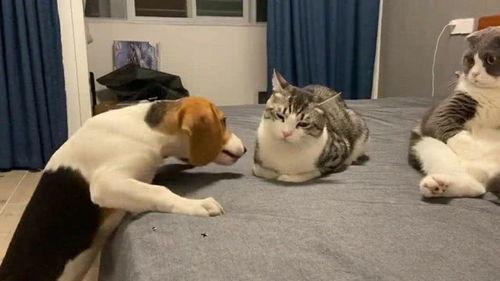 附近的吃瓜群众抢眼,揭秘现场火爆场面