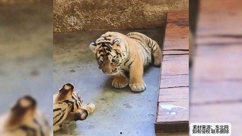 小老虎吃瓜群众是谁啊,网络红人的崛起之路