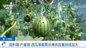 永登吃瓜群众,揭秘当地热点事件背后的故事