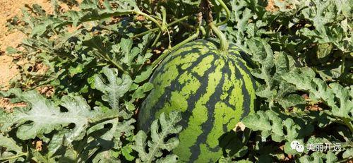 吃瓜群众几分熟,几分熟，揭秘娱乐圈幕后真相